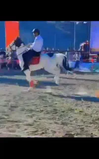 اسب نریون 5ساله نژاد کرد
