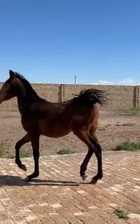 نوه سام دکتر طاهری