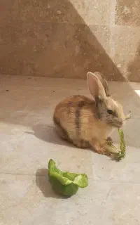 خرگوش