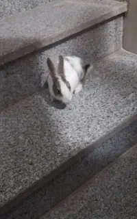 خرگوش سالم