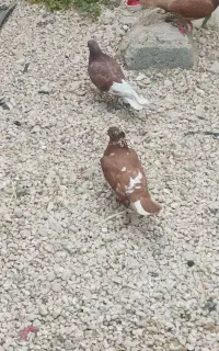 کبوتر زنجانی