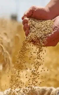 بذر گندم آبی رقم پیشگام