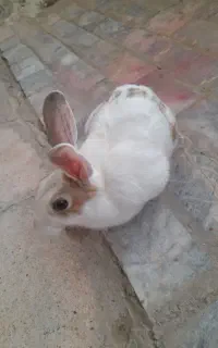 خرگوش سالم فروشی