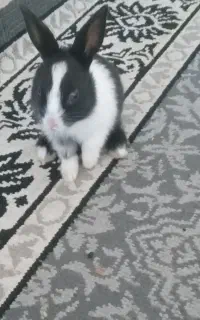 خرگوش