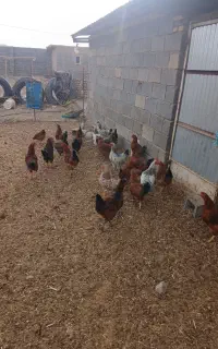 خروس چاق جوان