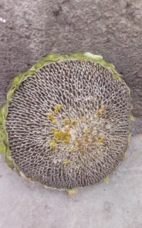 تخمه آفتابگردان کانادایی