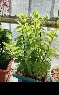 قلک خونگی