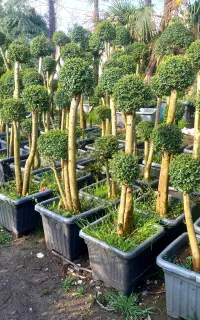 فروشنده خانم جهت گل‌وگیاه