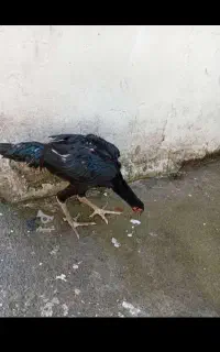 خروس لاری اصل