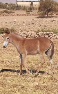 مادیون