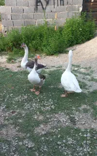 غاز و بوقلمون