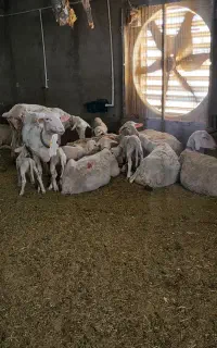 میش لاکن