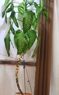 گل و گیاه