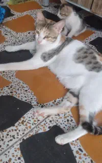 واگذاری گربه خانگی
