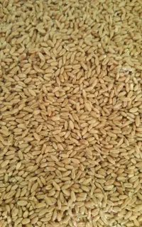 خرید گندم نقدی درمحل و مکان شما نقدی