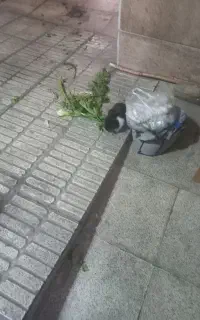 خرگوش کوچولو