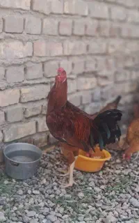 خروس