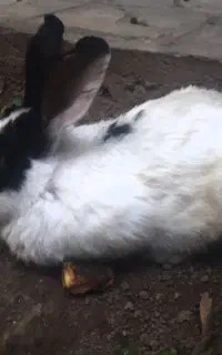 خرگوش