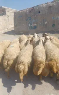 ۳۲ راس شک سنجابی و دورگه همگی  آبستن سنگین
