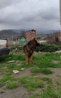 برای فروش