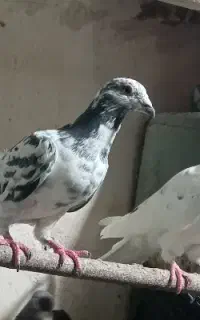 کبوتر