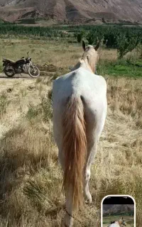 اسب مادیونفروشی