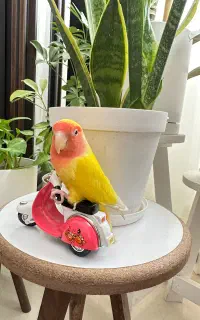 گمشده