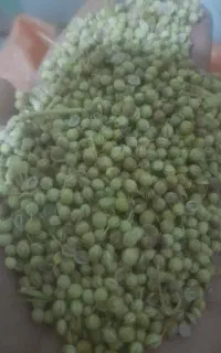 (گشنیزتراکتوری سبز و توپی)(در حد بوجار)