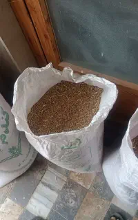 گندم