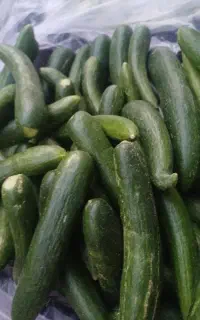 خیار سبز