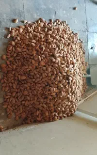 بادام