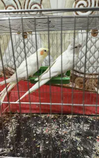 عروس هلندی کار داده مولد
