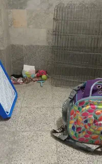 وسایل سگ فوری