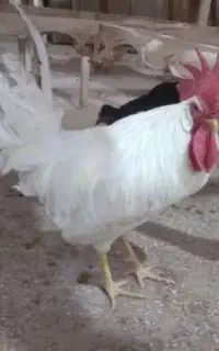 خروس