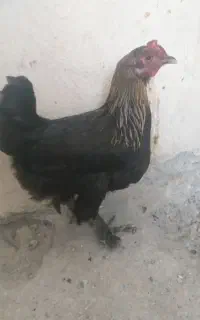 فروش مرغ وخروس دیلگونی