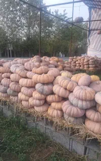 کدو بهاره انجیری