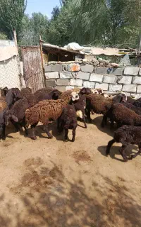 بره نروماده