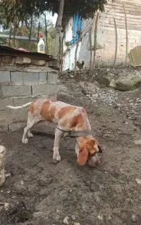 توله شکاری