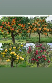 گلابی.  گردو.  و انواع نهال. سردسیری