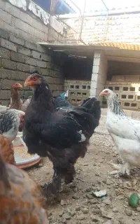 برهما خروس 6 ماهه