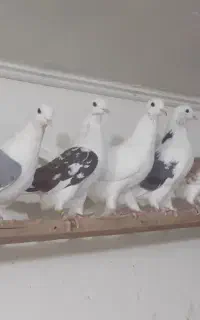 کفتر۱۴نروماده هومالکتوش سبزسرور عالی جنس پرشی یکجا