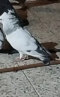 کبوترشامی