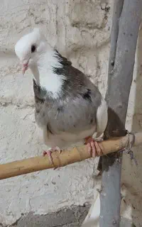 فروش یک عدد طوقی نر و یک جفت ساده خال