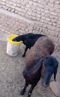 میش یا کاور چهار دندون افشار بره دار بره ماده
