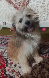 سگ پاکوتاه نر