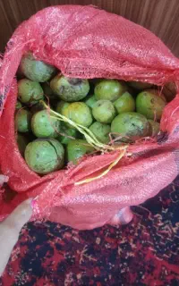 گردو