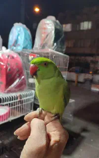 جوجه ملنگو نر سخنگو رام دستی بازیگوش باهوش سلامت