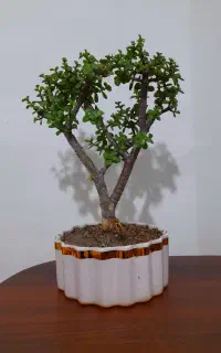 بونسای کراسولا بزرگ همراه گلدان سرامیکی