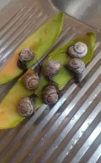 حلزون