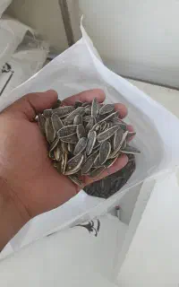 تخمه